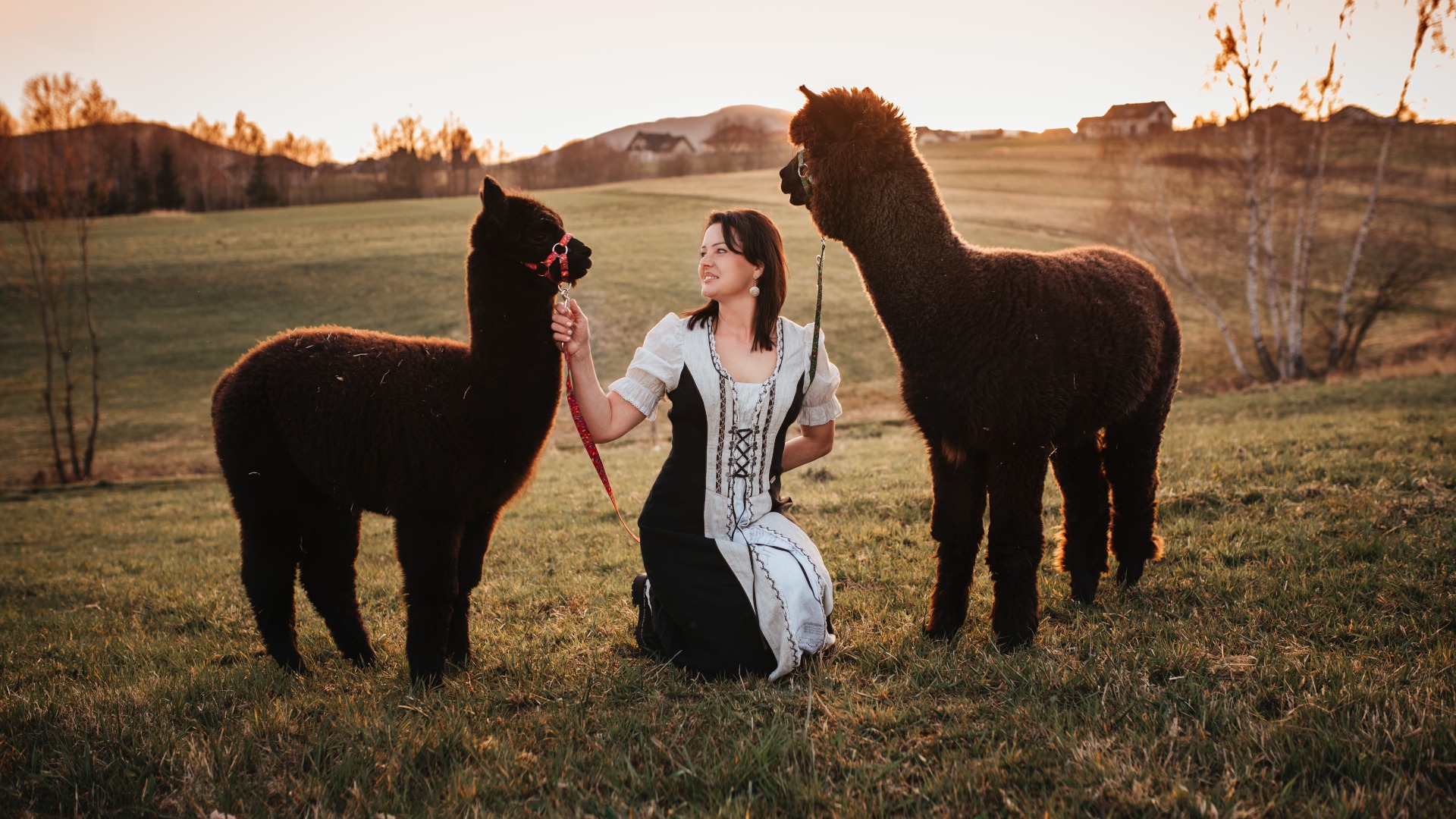 Pani Jadzia i alpaki