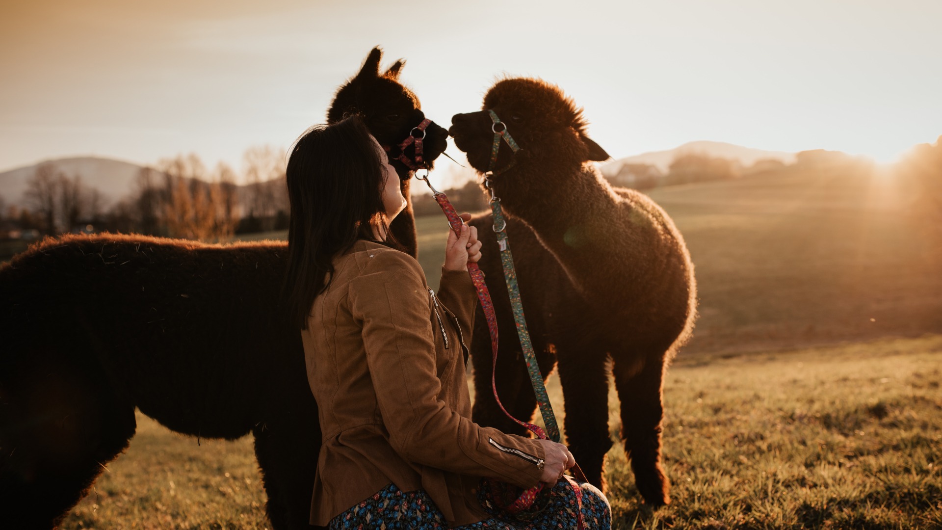 Pani Jadzia i alpaki
