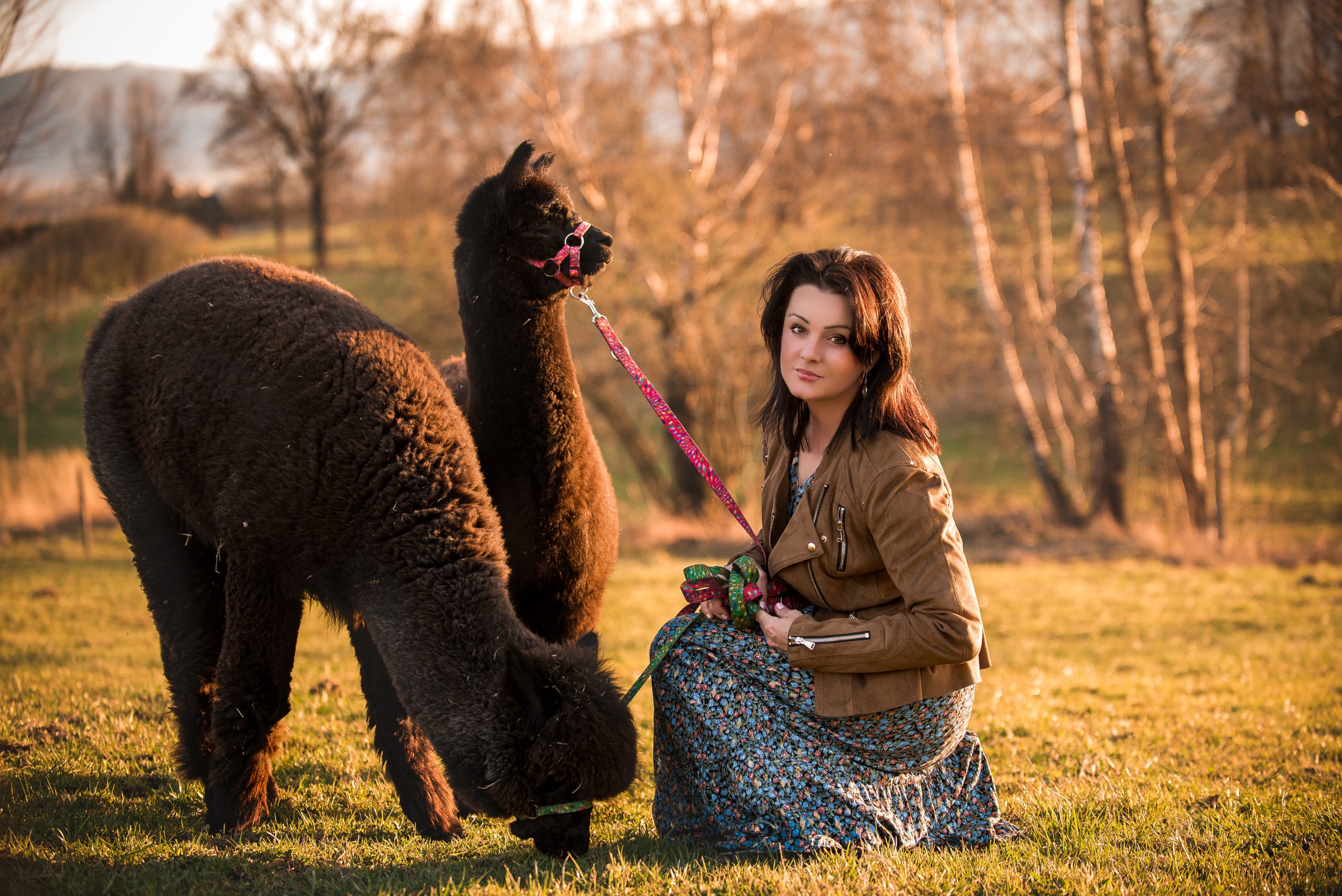 Pani Jadzia i alpaki
