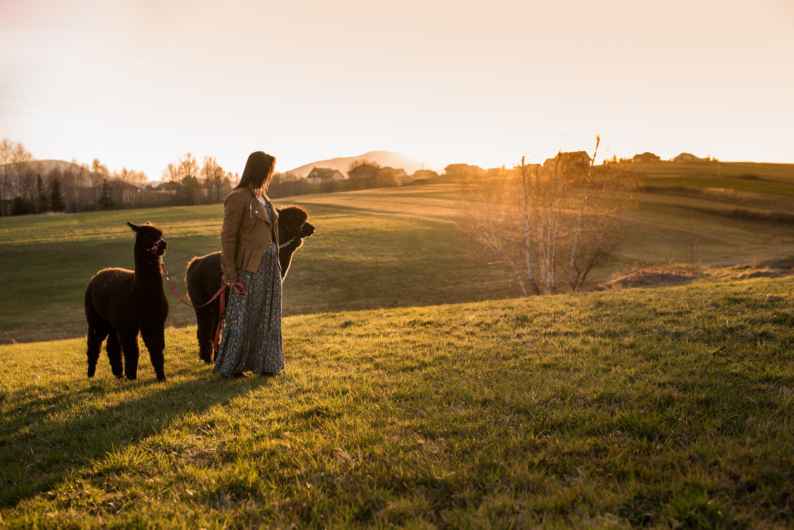 Pani Jadzia z alpakami