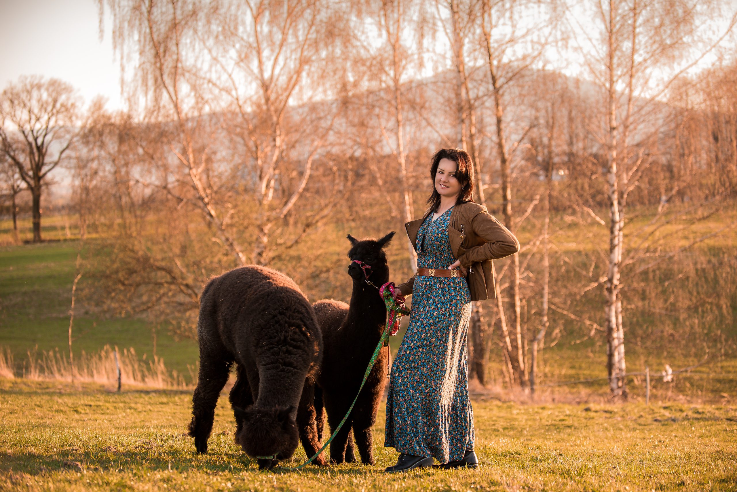 Pani Jadzia i alpaki